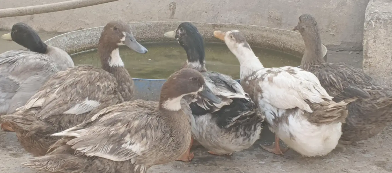 Ducks — photo 2