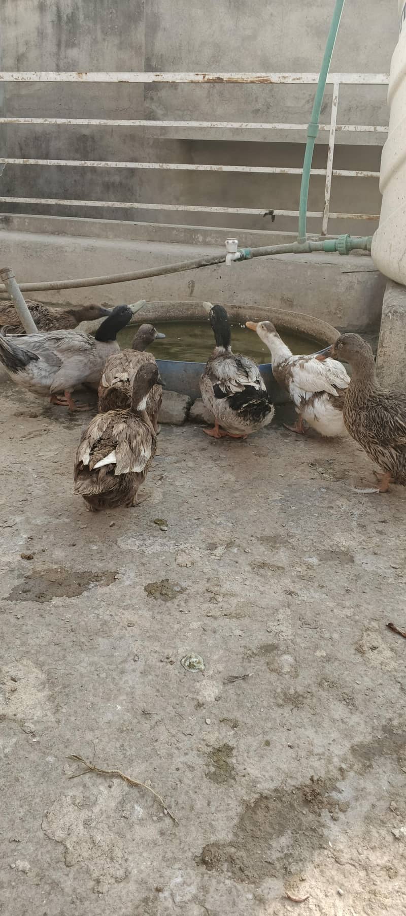 Ducks 4