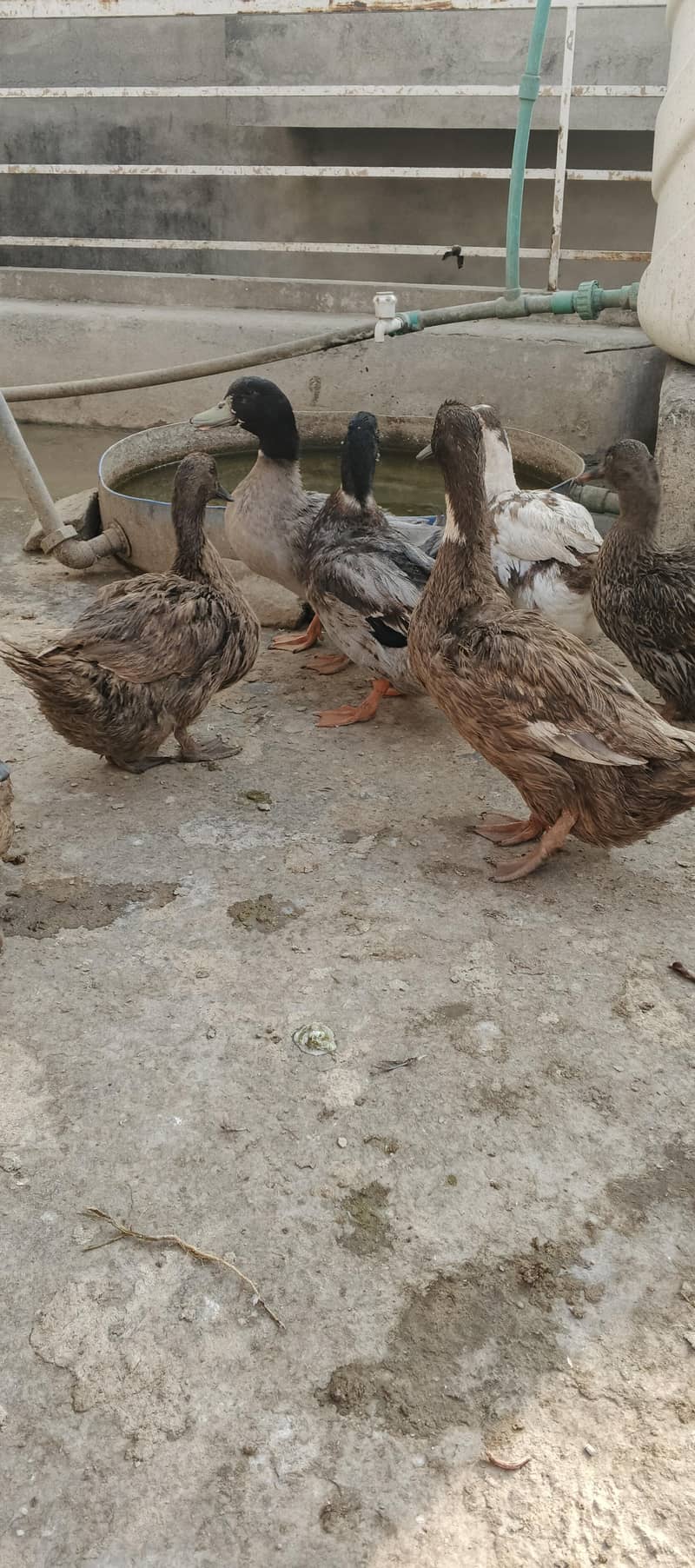 Ducks 5