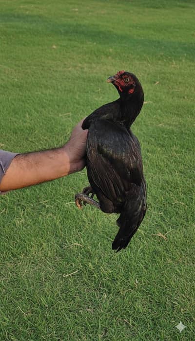 Lasani Female Hen for Sale