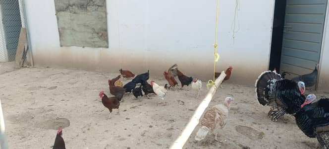 hens for sale