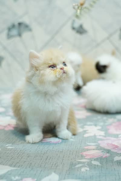 Persian kittens | Triple Coated | Pike Face | Punch Face kittens