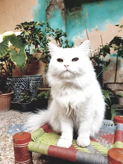Persian Cats Double Coat for Sale
