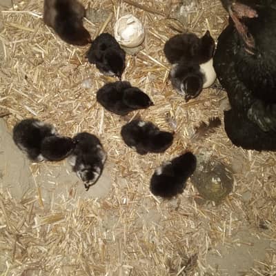 aseel chicks for sell price 850 per piece