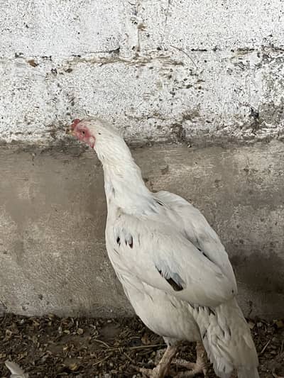 Aseel Murghi price 5000 rabta no 03410494928 chasky waly door rahin