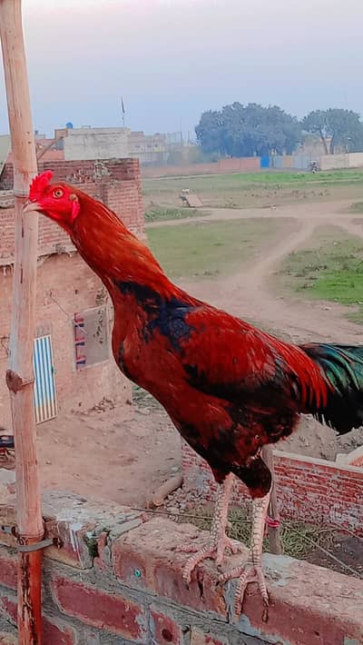 میانوالی مرغے تقریبا بڑے قد کے ہوتے ہیں۔ان کی جسامت بھاری ہوتی ہے