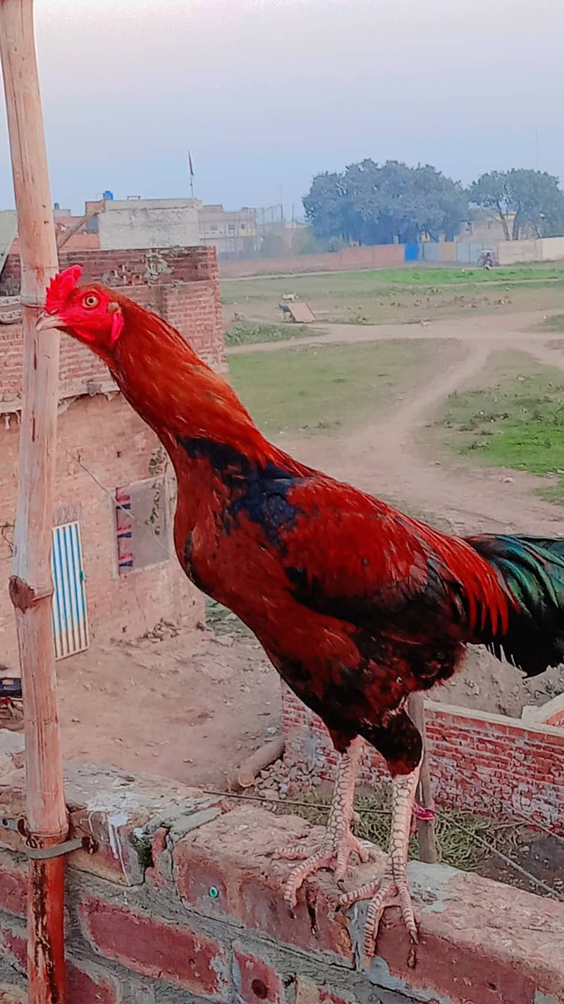 میانوالی مرغے تقریبا بڑے قد کے ہوتے ہیں۔ان کی جسامت بھاری ہوتی ہے 0