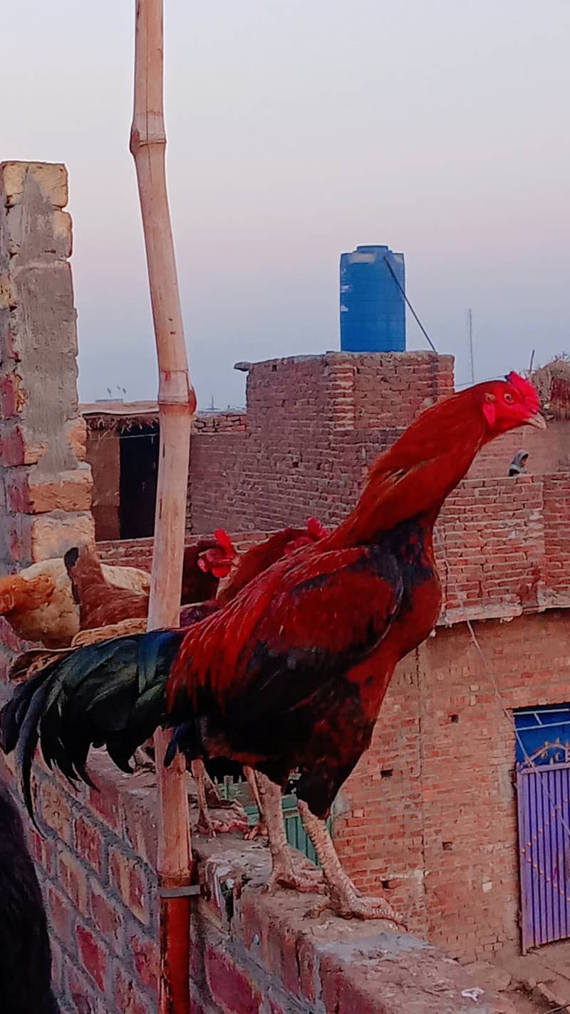 میانوالی مرغے تقریبا بڑے قد کے ہوتے ہیں۔ان کی جسامت بھاری ہوتی ہے 1