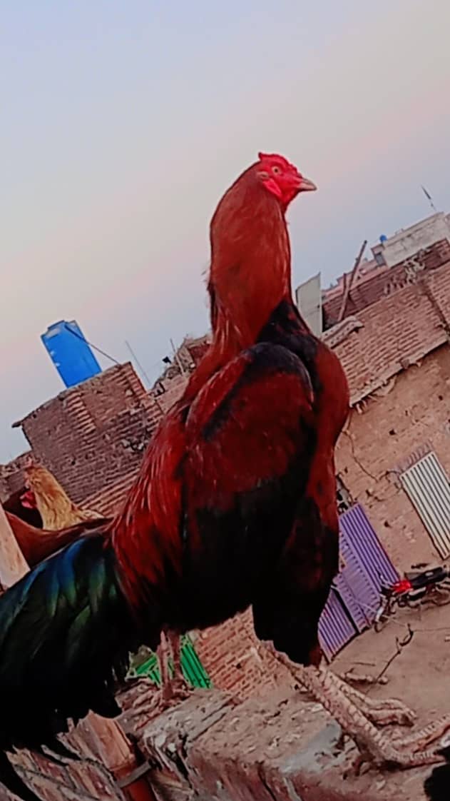 میانوالی مرغے تقریبا بڑے قد کے ہوتے ہیں۔ان کی جسامت بھاری ہوتی ہے 2