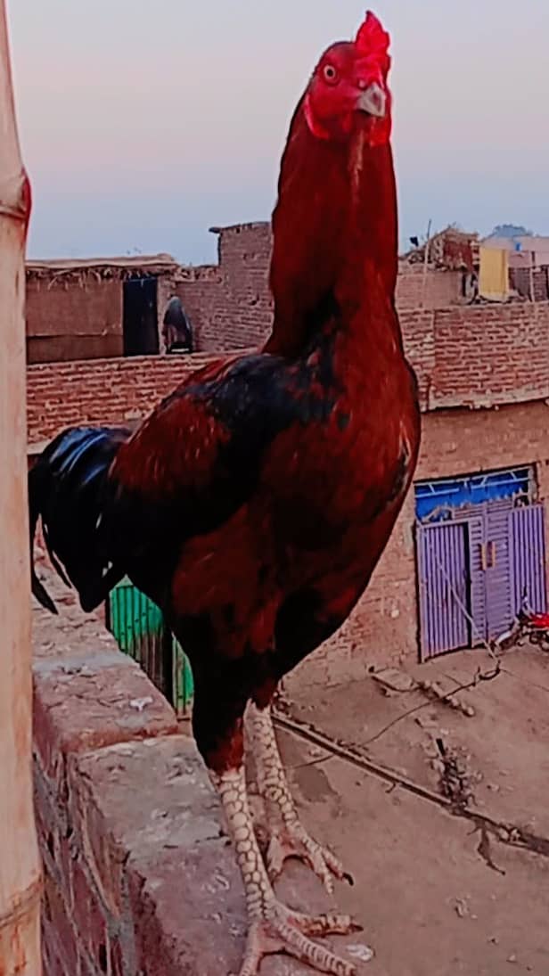 میانوالی مرغے تقریبا بڑے قد کے ہوتے ہیں۔ان کی جسامت بھاری ہوتی ہے 3