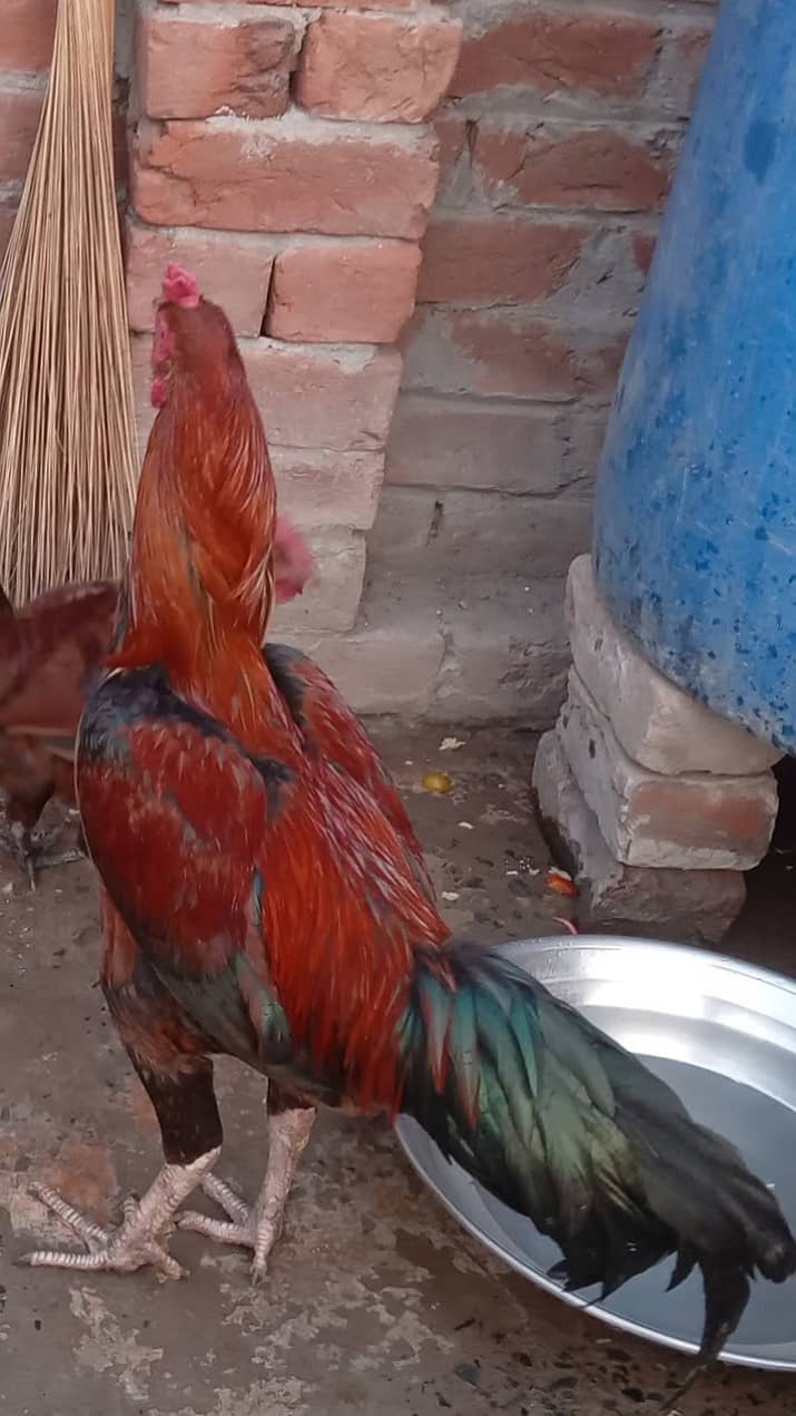 میانوالی مرغے تقریبا بڑے قد کے ہوتے ہیں۔ان کی جسامت بھاری ہوتی ہے 4