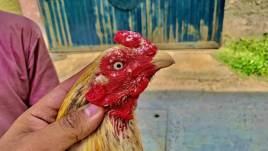 Aseel Murga Fir Sale