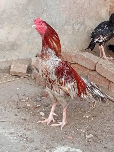 Top Quality Saleta murgha