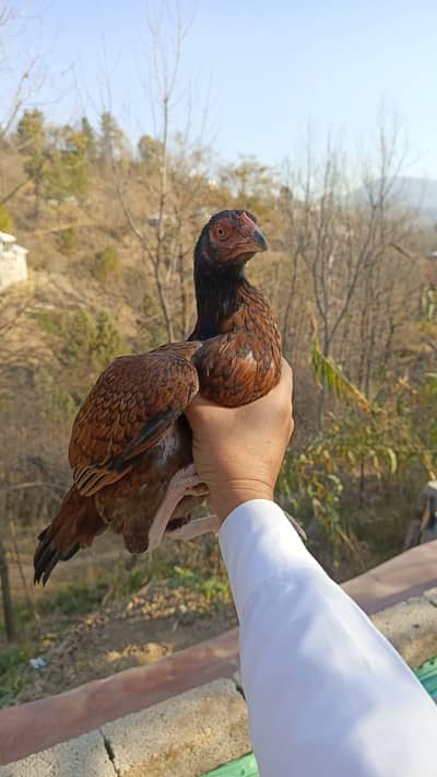 High Quality Aseel pathi For sale