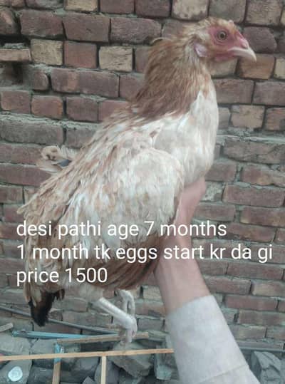 Desi urgent sale