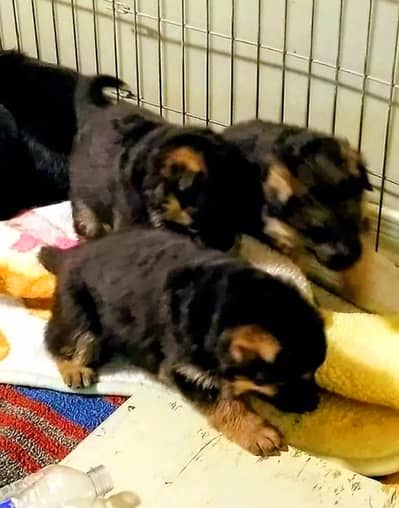 TOP QUALITY GERMAN SHEPHERD PUPPIES AVAILABLE FOR SALE ONLY FOR FAMILS