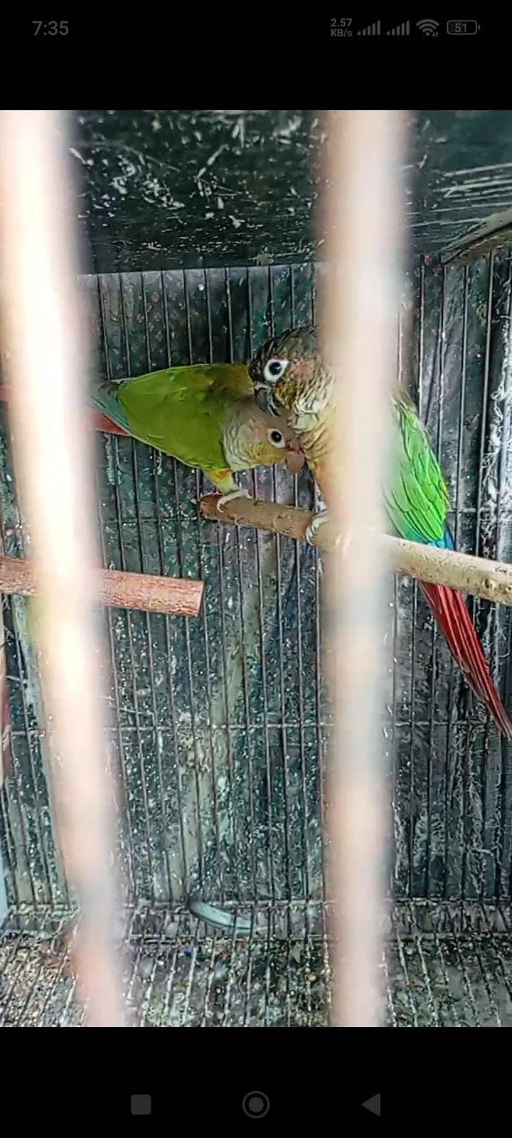 Breeder Pair 0