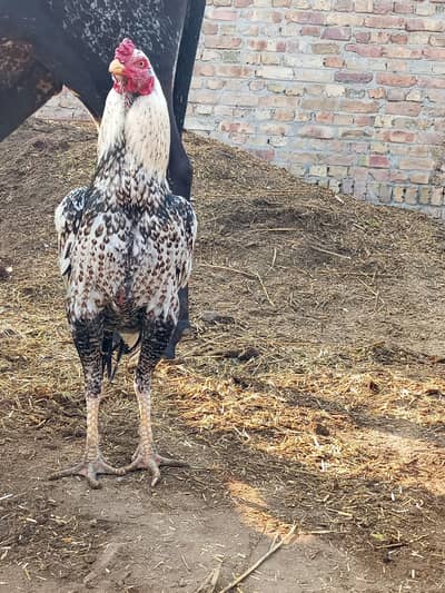 bahawalnagar price 28500