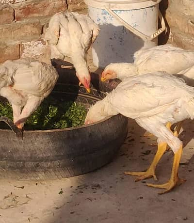 king size shamo /high quality/white shamo/pure aseel shamo egg