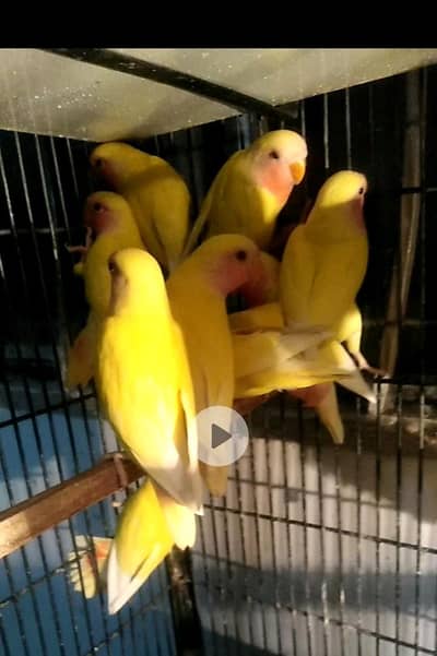 love birds Latino Red eye