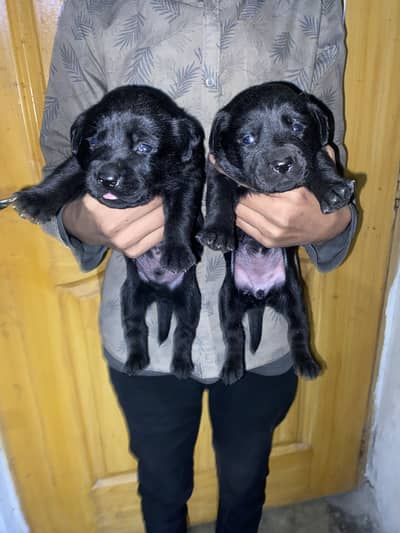 Labrador puppy