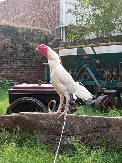 WhatsApp 03170776534