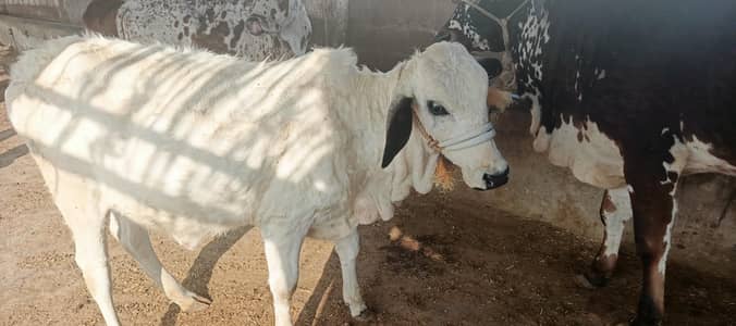 Qurbani Cow palsai service