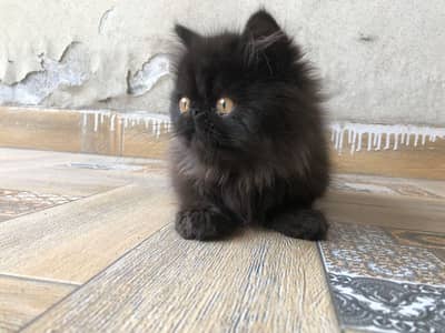CFA line/ ound big eyes/ pure persian/ cute/ longcoat/ female/  lahore
