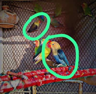 Parblue pair garanteed