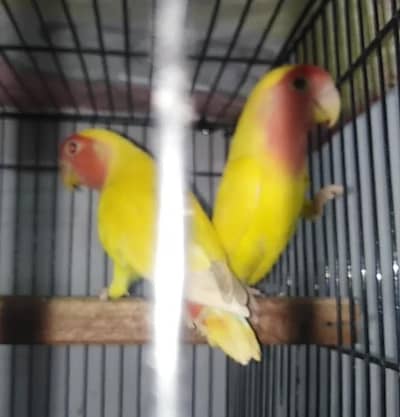 Common Lutino Red Eyes