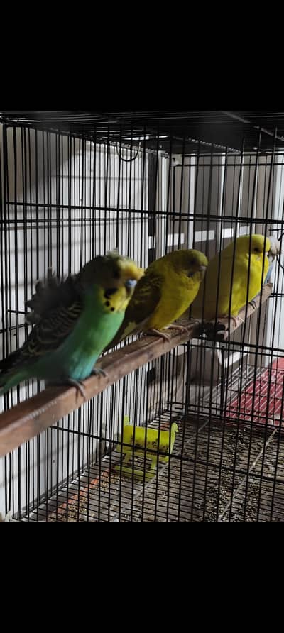 Java, hogo, exhibition, lovebirds