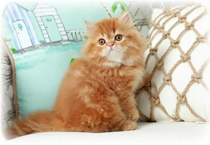 Cash On Delivery High Quality Persian Kittens or Persian Cat Babies