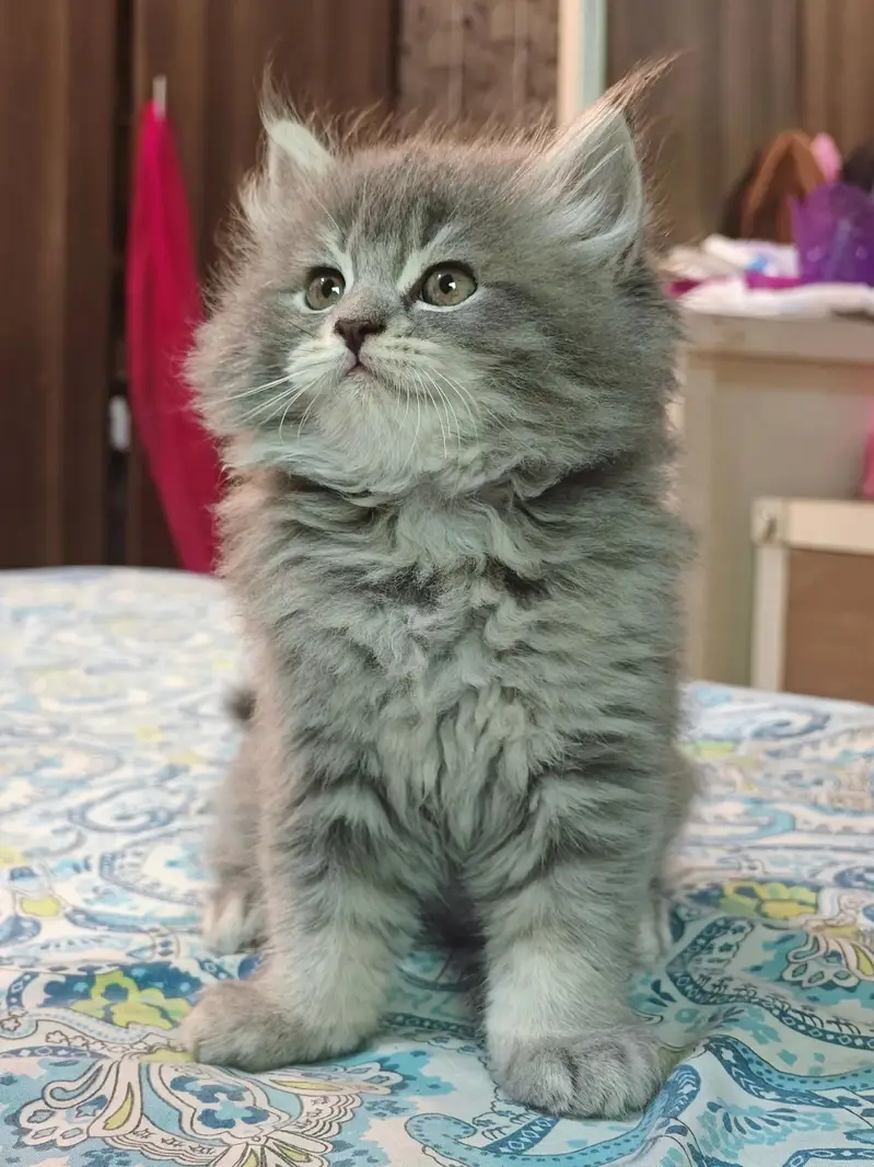 Cash On Delivery High Quality Persian Kittens or Persian Cat Babies — photo 3
