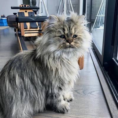 taby color male cat  for sale