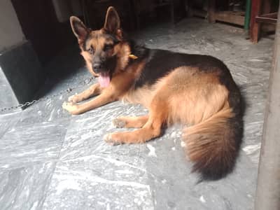 Germen shaferd 12 months home dog for sale in sahianwala enterchange