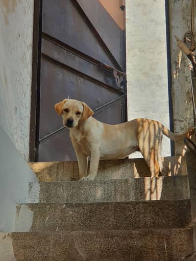 Labrador 5 month female for sale