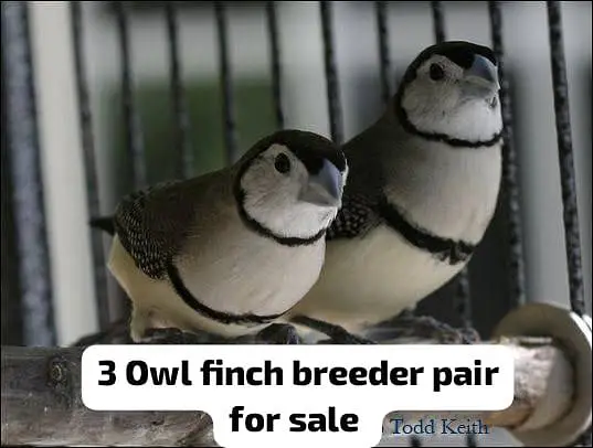 All Finch  Parson, Star Owl, Albino Cutthroat, Dimond, shaftail,goldia — photo 8