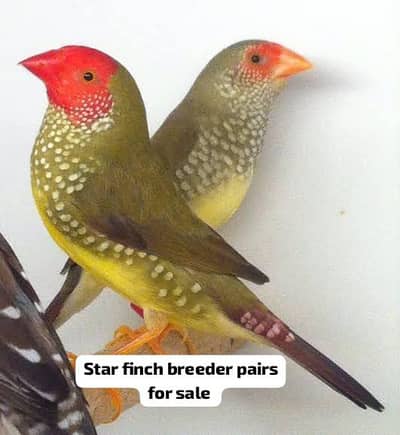 Star Finch Common, Cenimon Star, Dimond finch, Cut throat, Shaftail