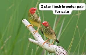 All Finch  Parson Eno, Star Owl Cutthroat Orange, dimond, shaftail,Owl