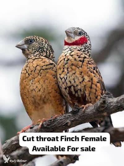 All Finch  Parson Eno, Star Owl Cutthroat Orange, dimond, shaftail,Owl