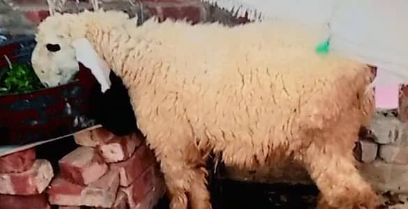 Kajla,Chatra ,bkra,bkri,goat, sheep