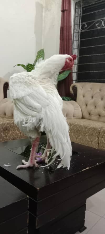 mashallah mzbot male ha attock