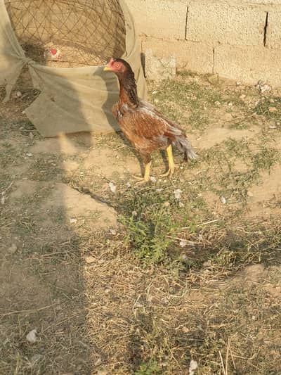 3 Aseel Female Hens