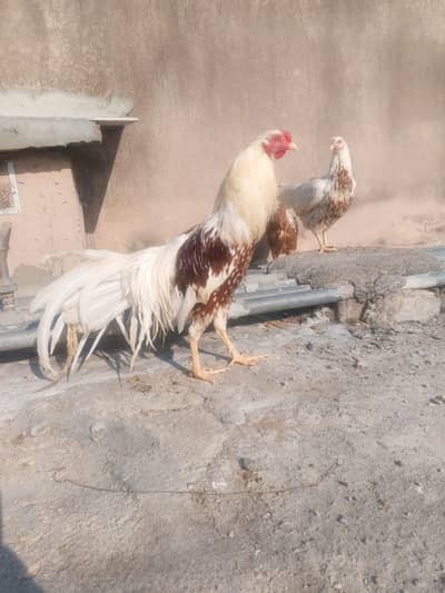 Yokohama breeder set 1 male 2 females . superb quality.