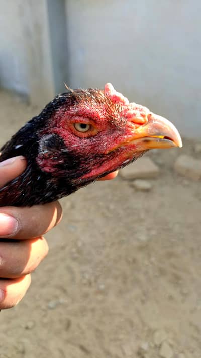 High Quality aseel maddi