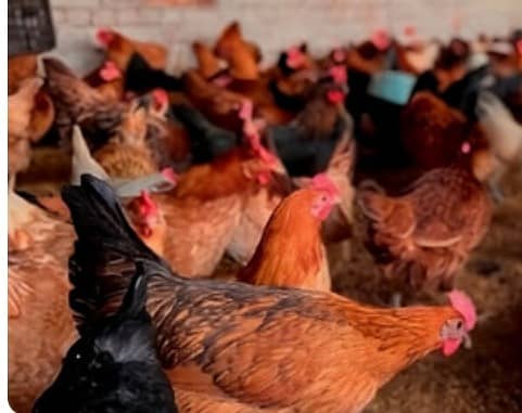 golden misri | Eggs laying hens |desi murghi Anda wali |desi egg| eggs