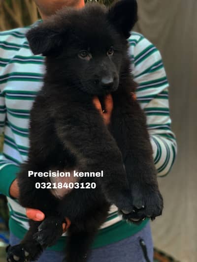 German shepherd Long Hair Black imported pink pedigree  puppies