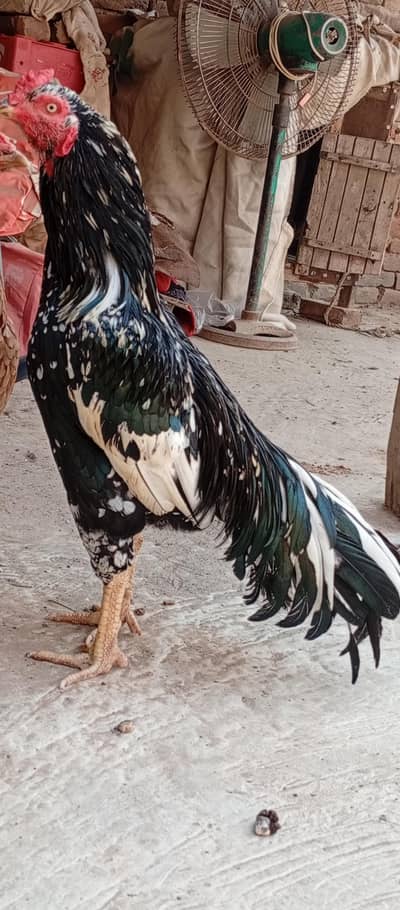 WhatsApp. . . 03001699202