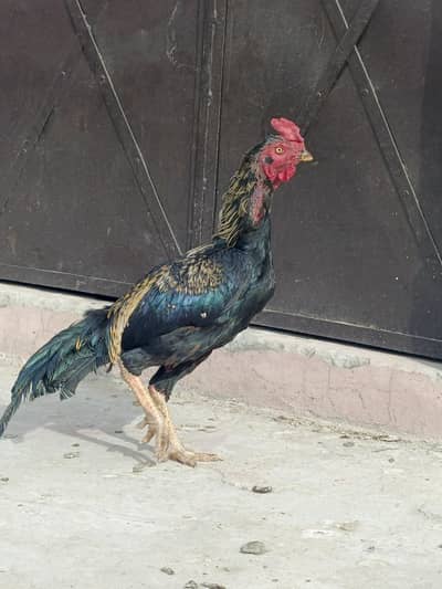 Pure Aseel Cock for sale