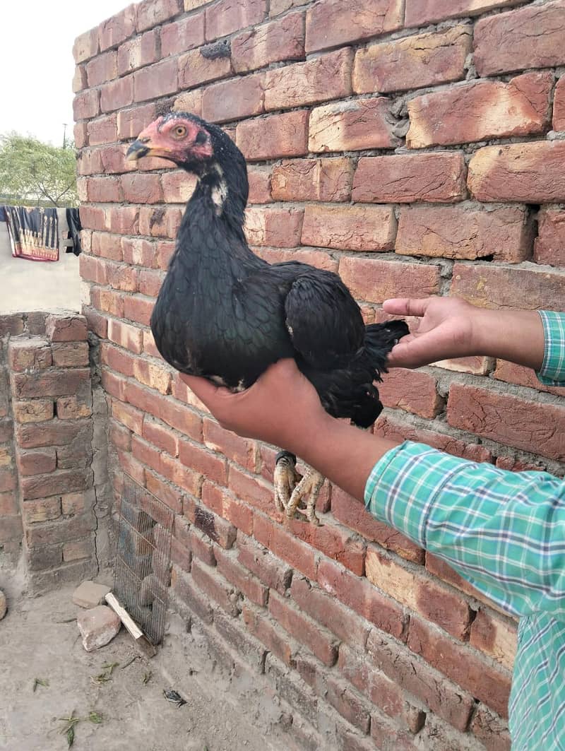 Pakistani and vait cross aseel - Hens - 1108572229